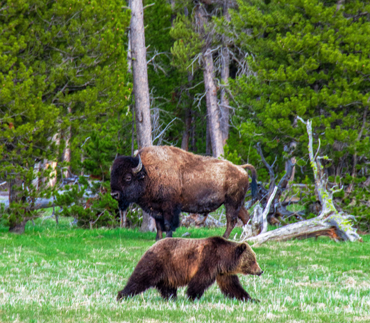 Photo by @steven3466 of a Bear and Buffalo at yellowstone National Park